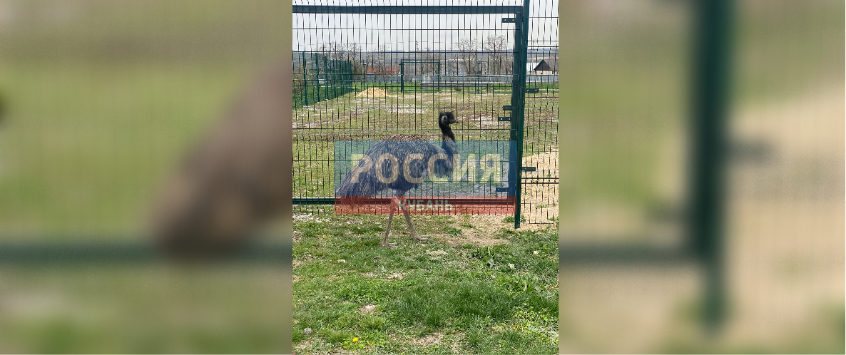 Спасенный в Новороссийске страус ждет свою пару